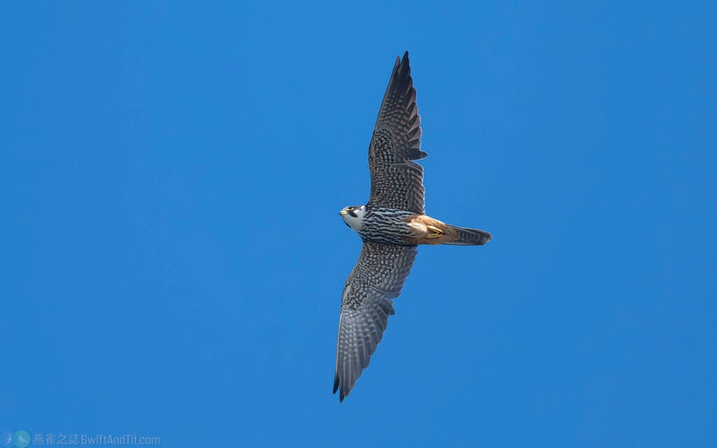 燕隼 Eurasian Hobby