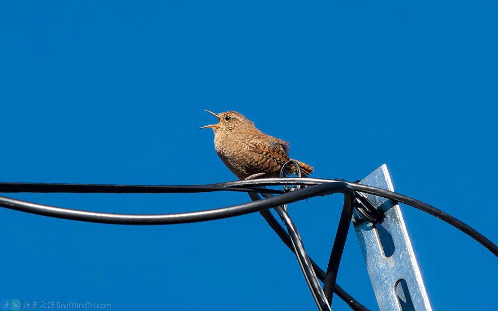 鷦鷯 Eurasian Wren (ssp. taivanus)