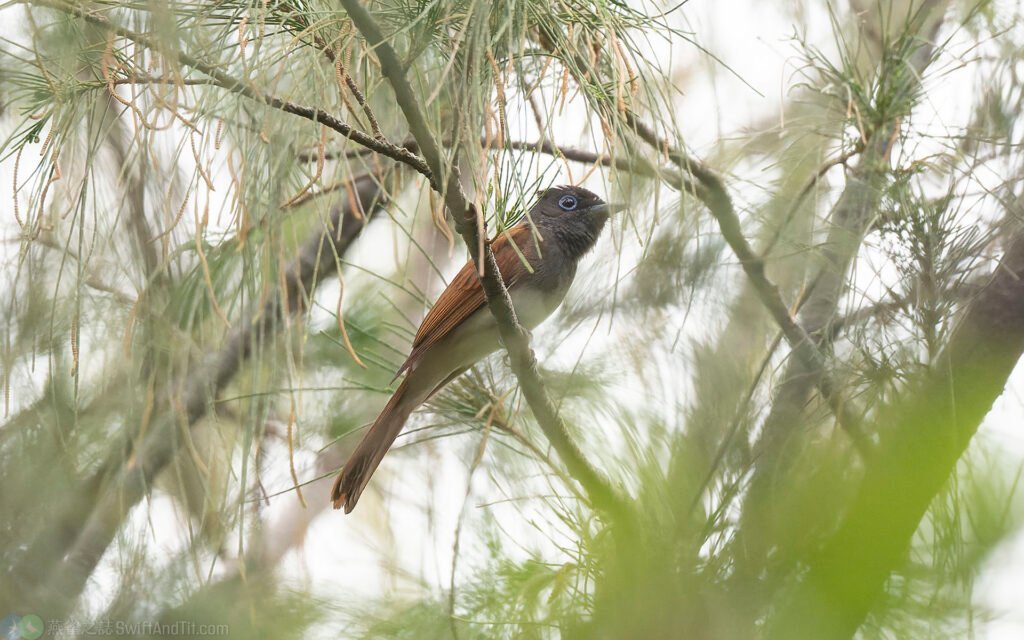 紫綬帶 Japanese Paradise-Flycatcher