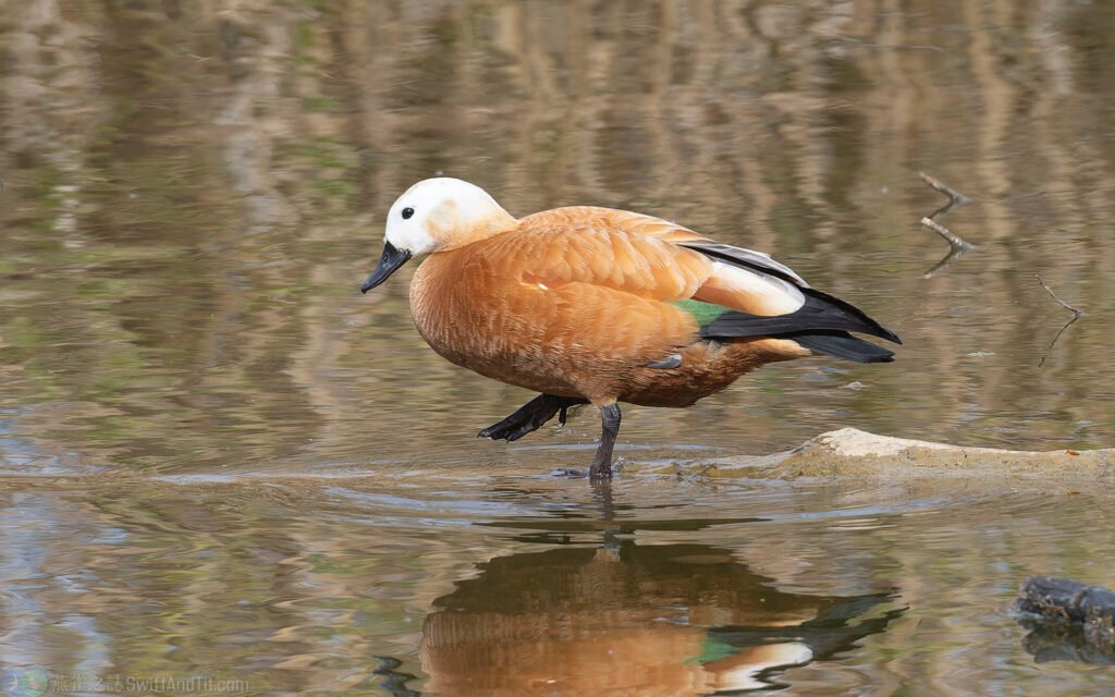 瀆鳧 Ruddy Shelduck