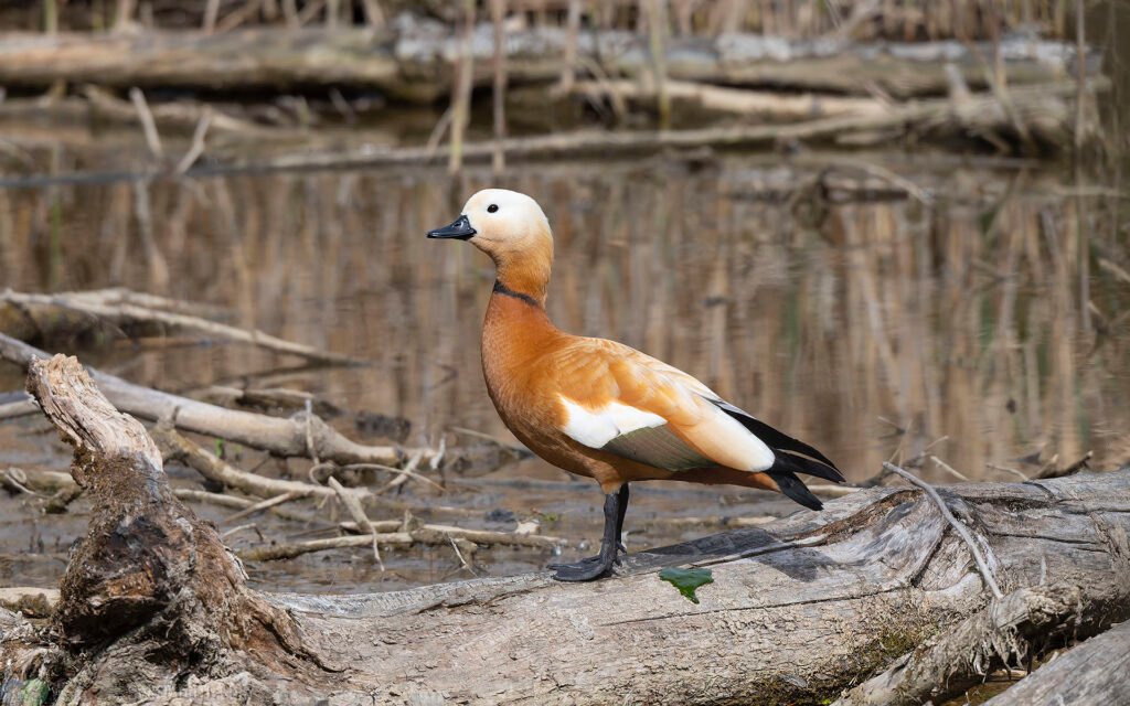 瀆鳧 Ruddy Shelduck