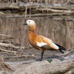 瀆鳧 Ruddy Shelduck