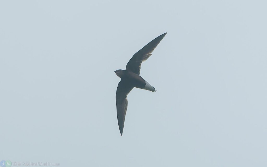 灰喉針尾雨燕 Silver-backed Needletail