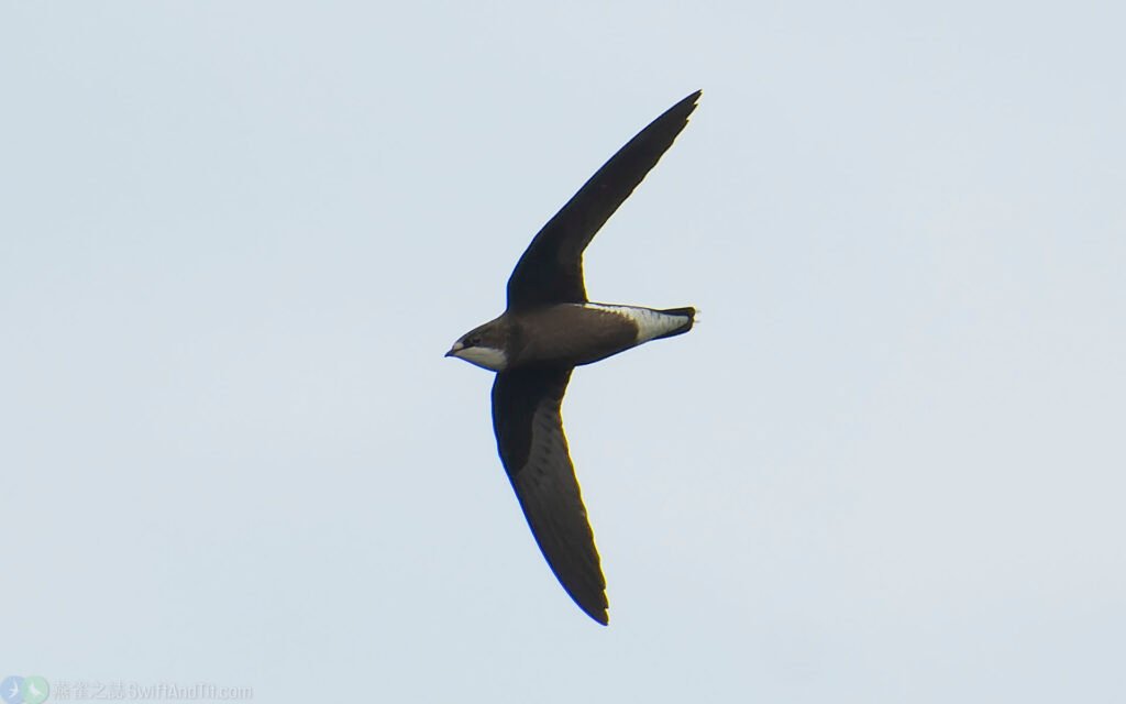 白喉針尾雨燕 White-throated Needletail