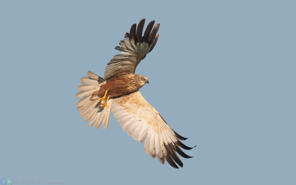 西方澤鵟 Eurasian Marsh-Harrier 雄鳥 Male Adult