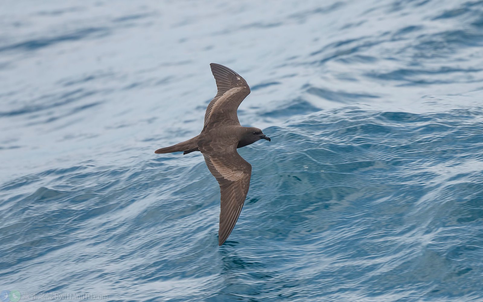 穴鳥 Bulwer's Petrel 穴鳥 Bulwer's Petrel
