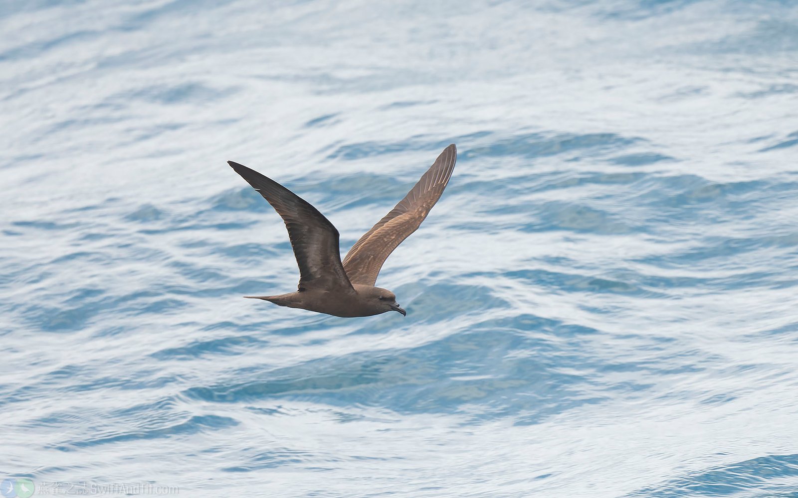 穴鳥 Bulwer's Petrel 穴鳥 Bulwer's Petrel