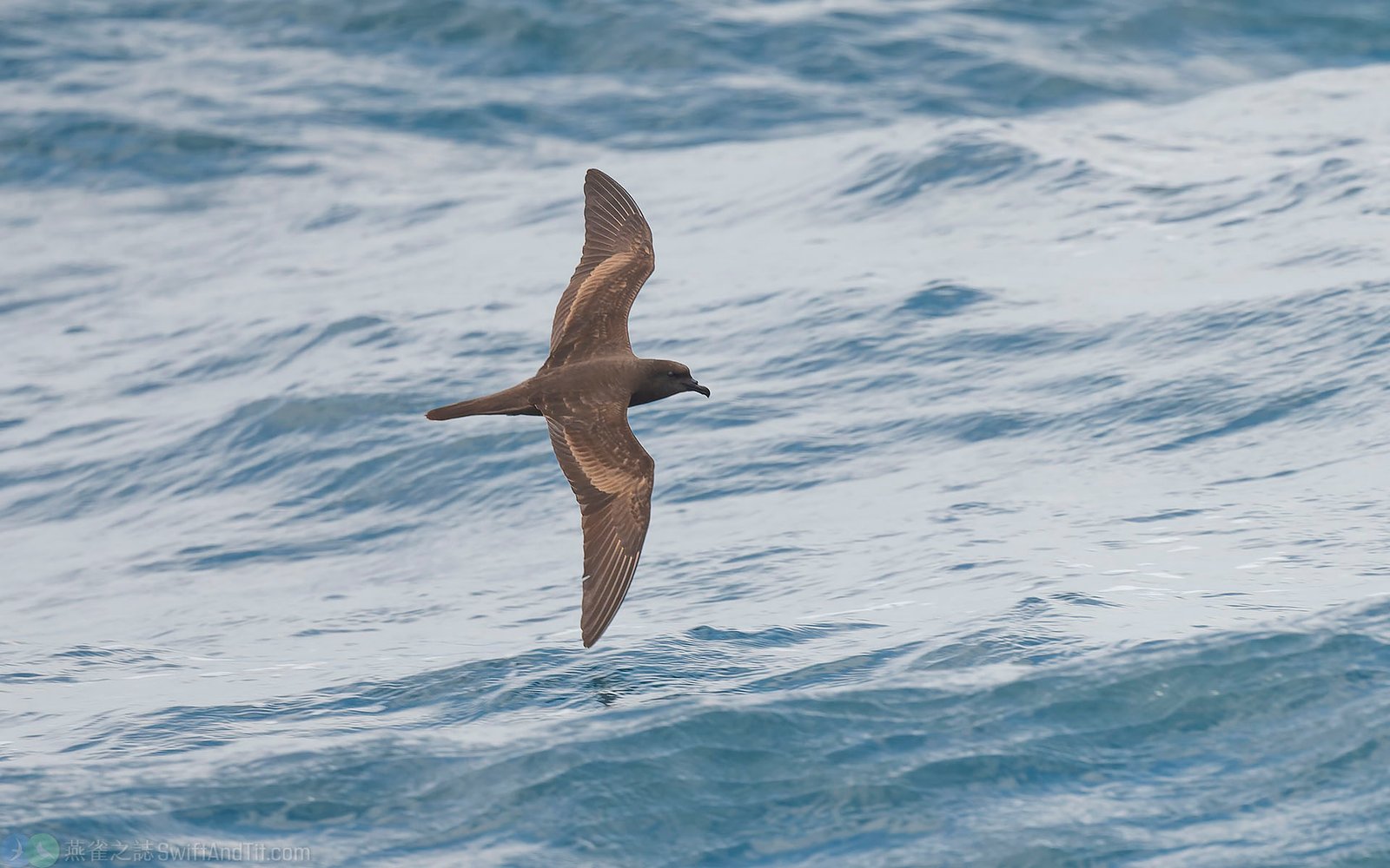 穴鳥 Bulwer's Petrel 穴鳥 Bulwer's Petrel