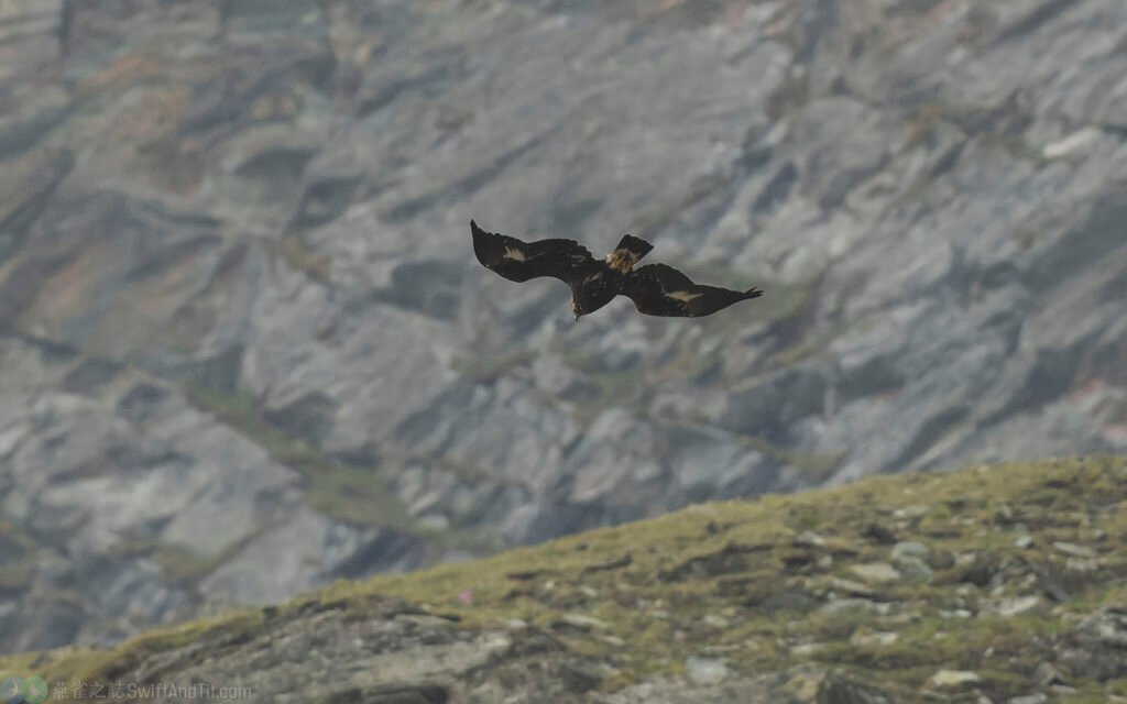 金鵰 Golden Eagle