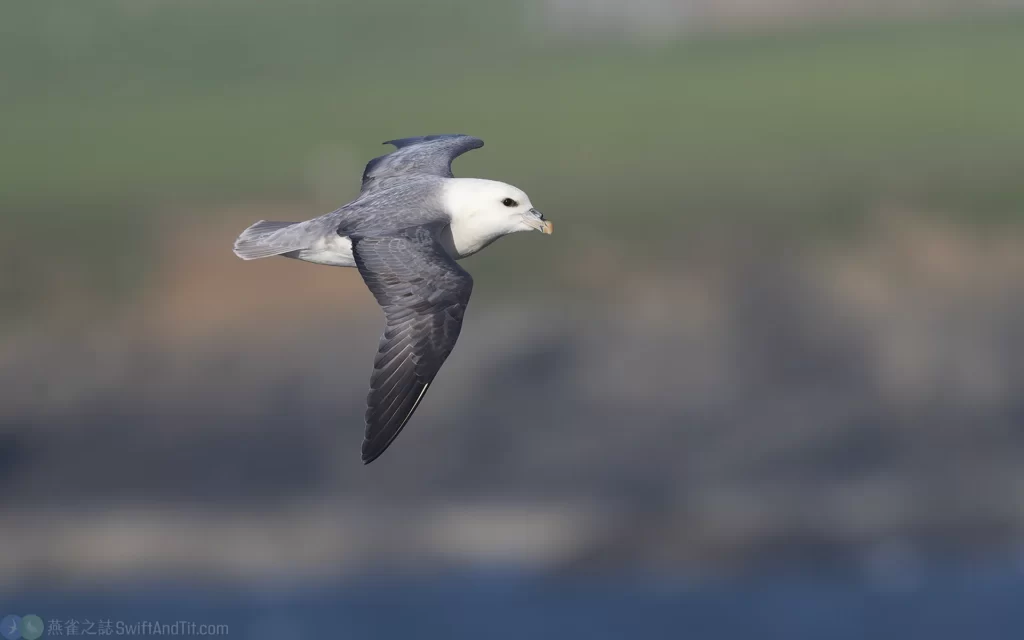 暴風鸌 Northern Fulmar