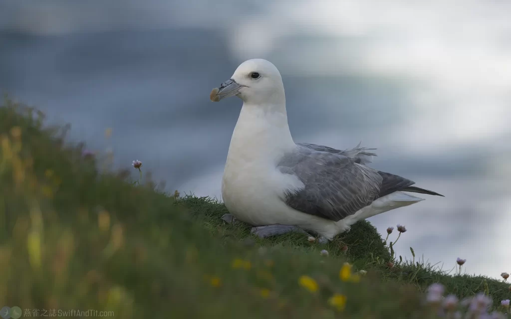 暴風鸌 Northern Fulmar