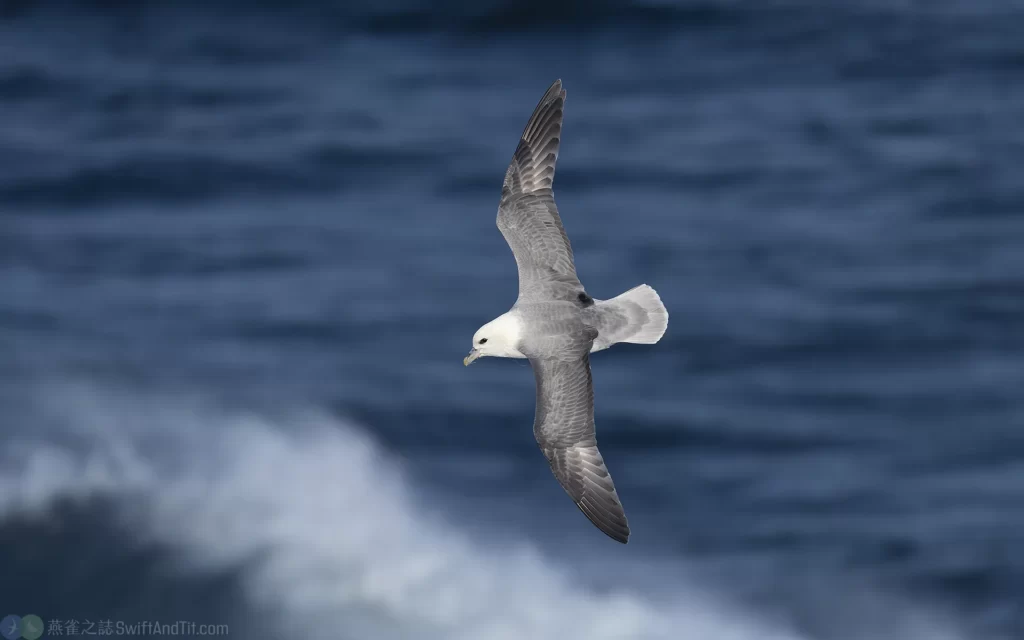 暴風鸌 Northern Fulmar