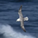 暴風鸌 Northern Fulmar