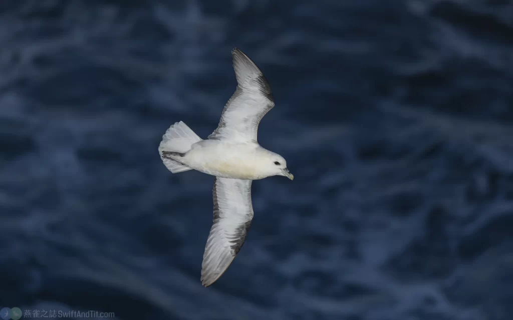 暴風鸌 Northern Fulmar