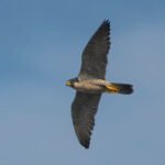 遊隼 Peregrine Falcon