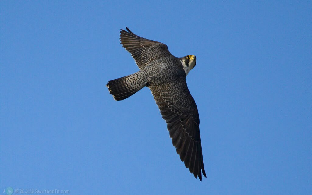 遊隼 Peregrine Falcon