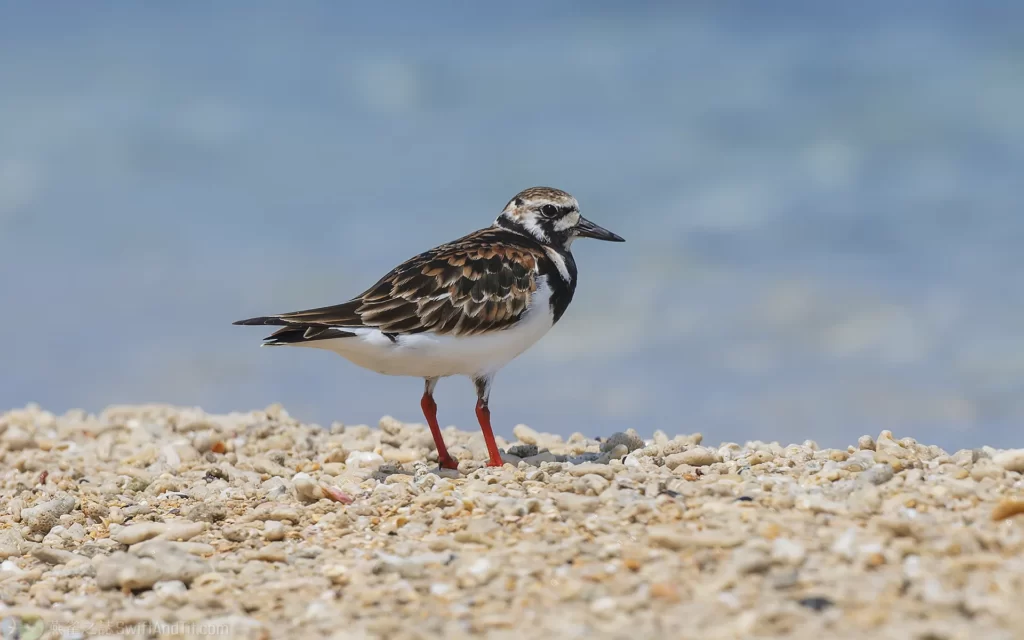 翻石鷸 Ruddy Turnstone