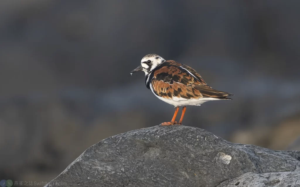 翻石鷸 Ruddy Turnstone