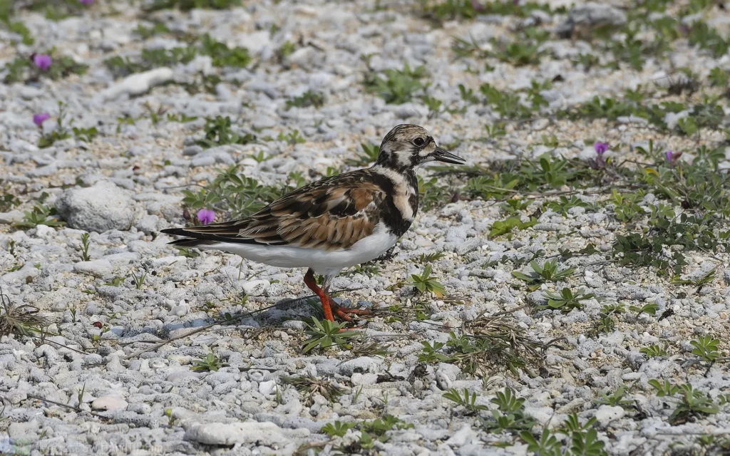 翻石鷸 Ruddy Turnstone