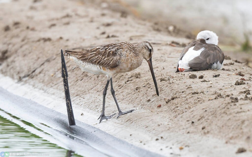 半蹼鷸 Asian Dowitcher