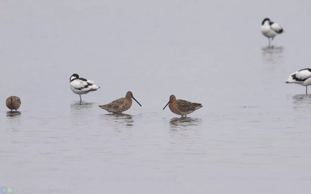半蹼鷸 Asian Dowitcher