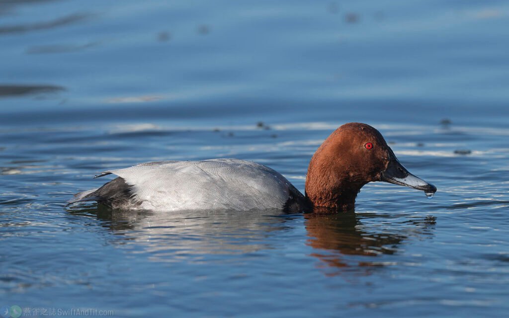 紅頭潛鴨 Common Pochard
