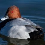 紅頭潛鴨 Common Pochard