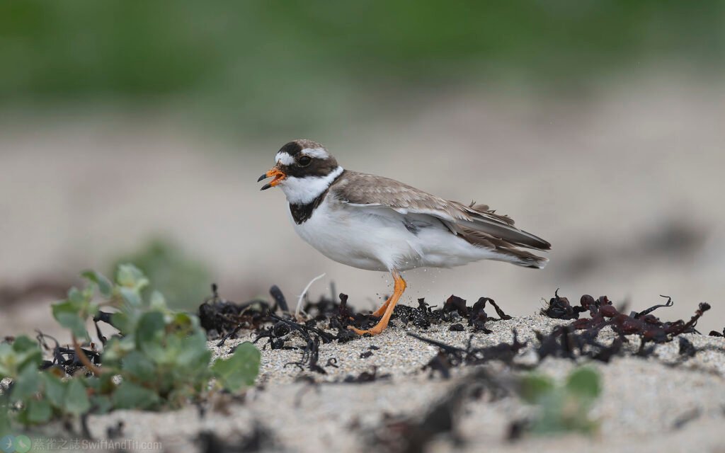環頸鴴 Common Ringed Plover