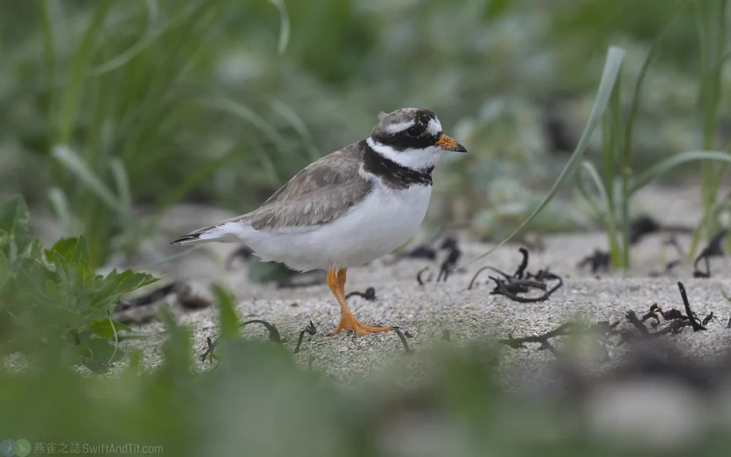 環頸鴴 Common Ringed Plover