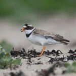 環頸鴴 Common Ringed Plover