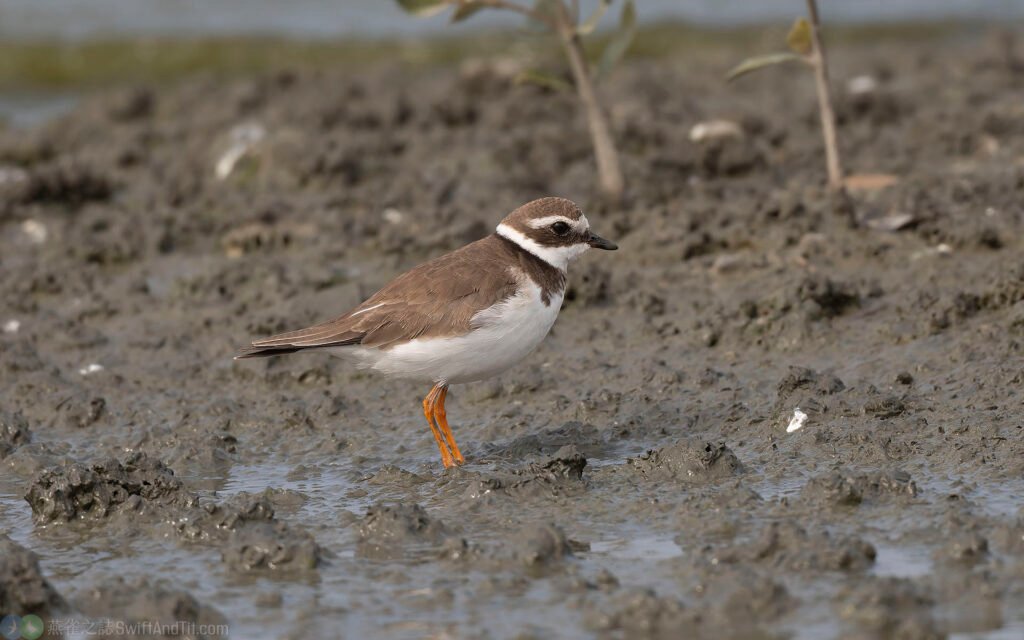 環頸鴴 Common Ringed Plover