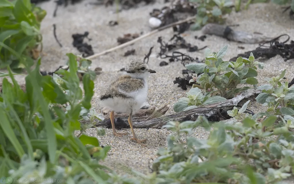 環頸鴴 Common Ringed Plover