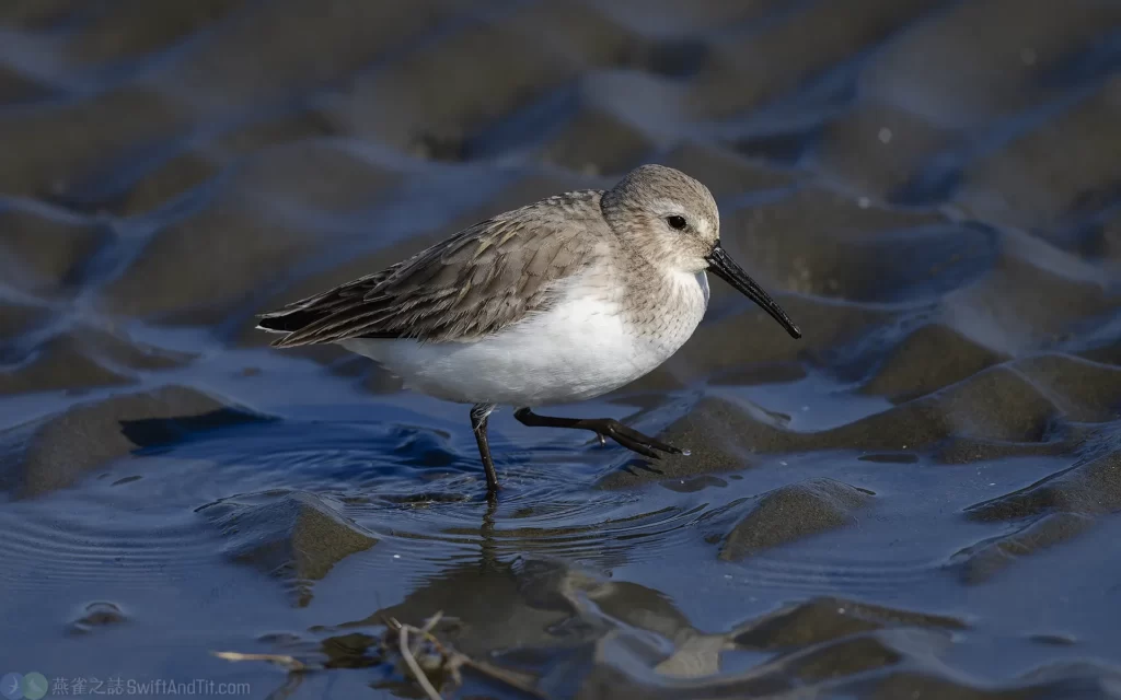 黑腹濱鷸 Dunlin