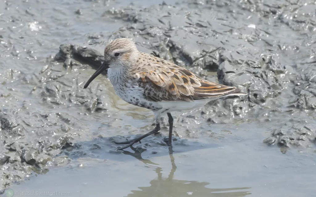 黑腹濱鷸 Dunlin