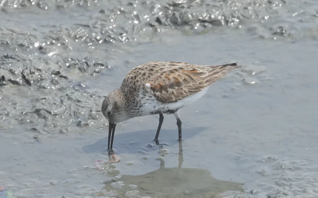 黑腹濱鷸 Dunlin
