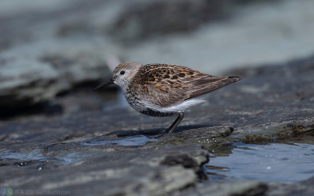 黑腹濱鷸 Dunlin