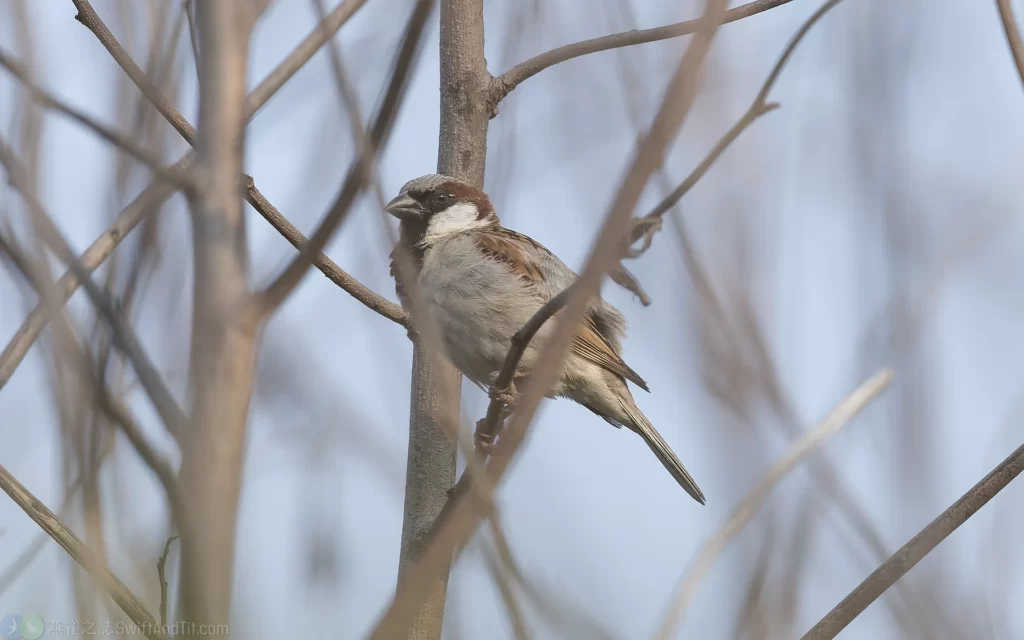 家麻雀 House Sparrow