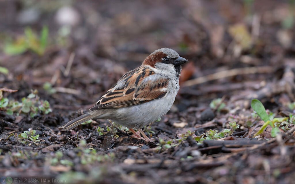 家麻雀 House Sparrow