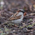 家麻雀 House Sparrow