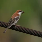 山麻雀 Russet Sparrow 雄鳥