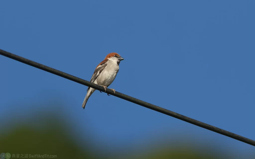 山麻雀 Russet Sparrow 雄鳥