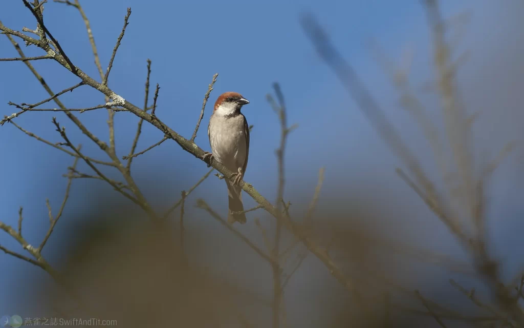 山麻雀 Russet Sparrow 雄鳥