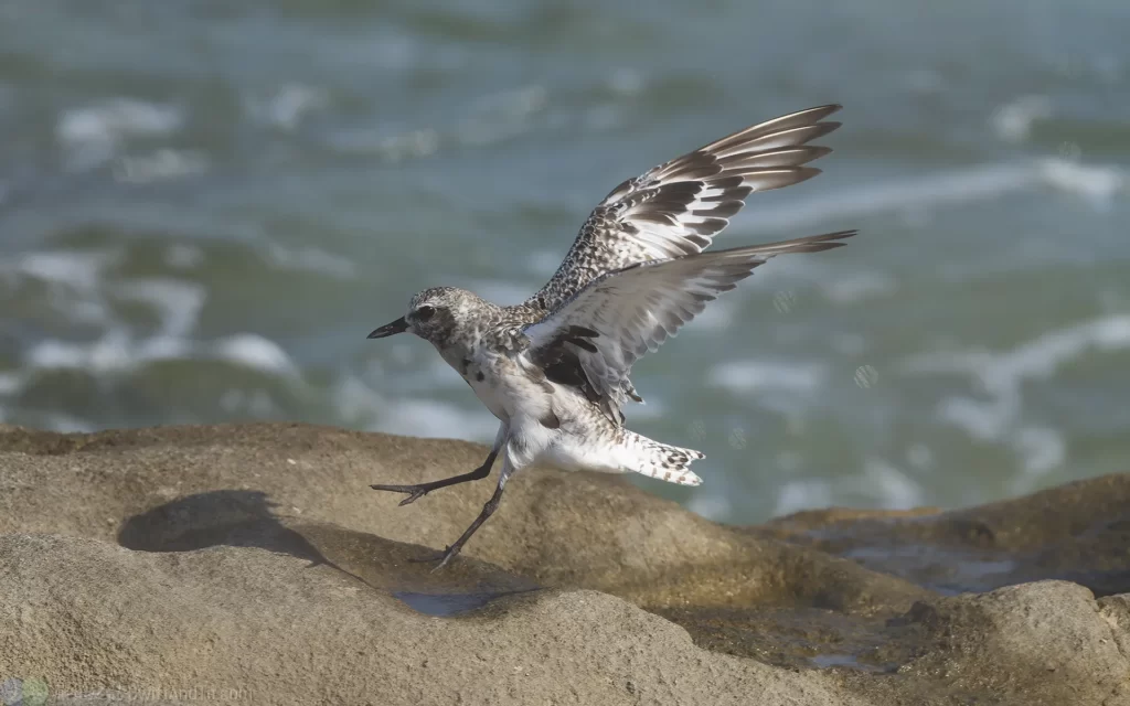 Black-bellied Plover 灰斑鴴