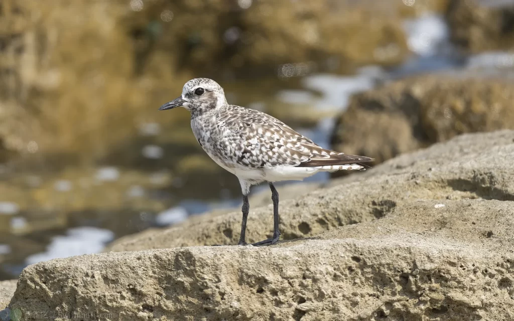 Black-bellied Plover 灰斑鴴