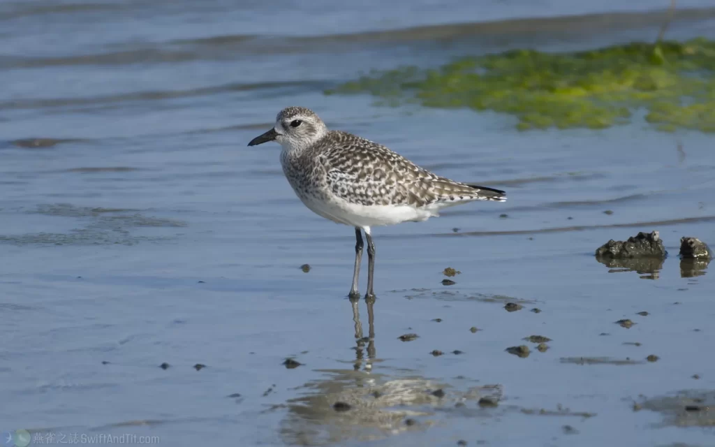 Black-bellied Plover 灰斑鴴
