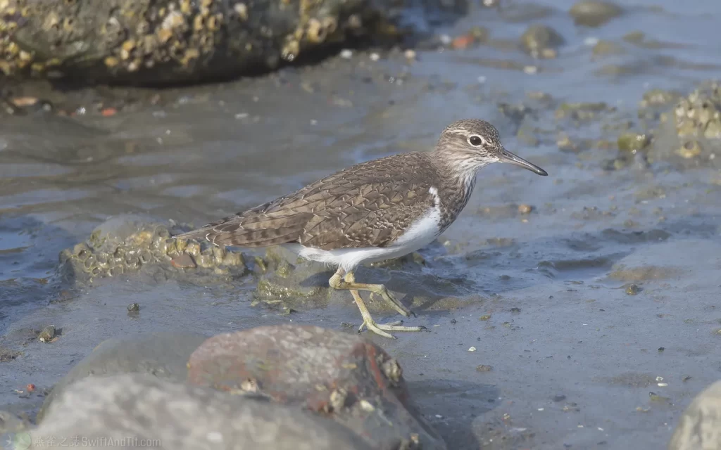 磯鷸 Common Sandpiper