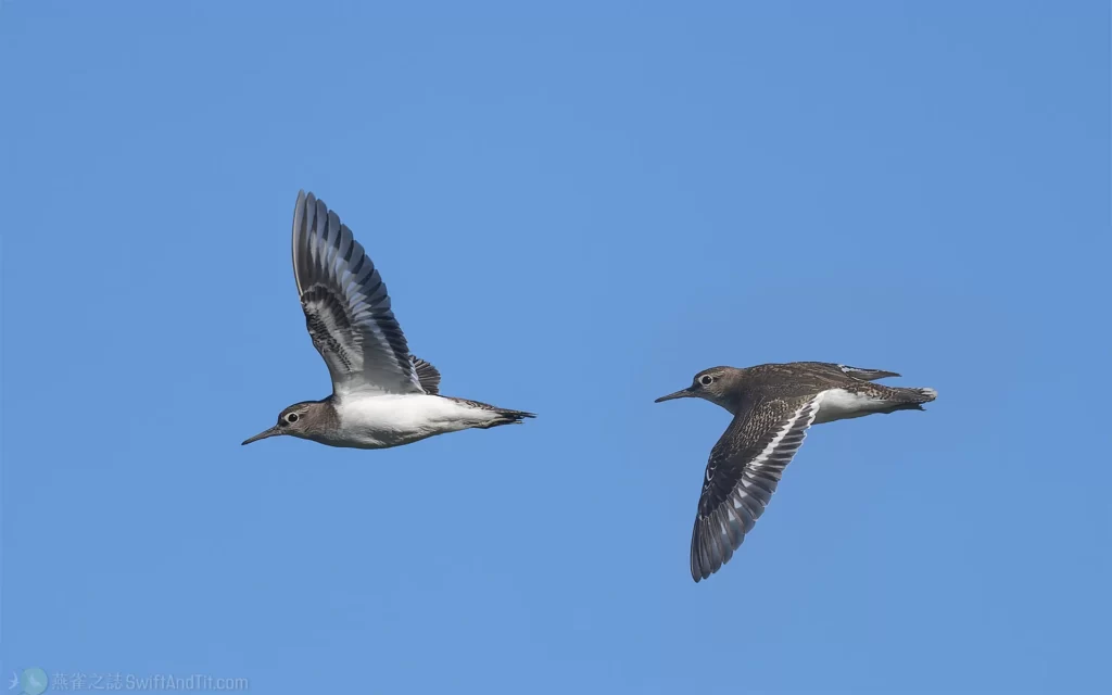 磯鷸 Common Sandpiper 飛行