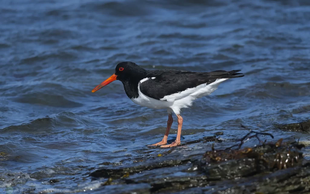 蠣鴴 Eurasian Oystercatcher