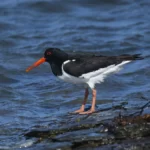 蠣鴴 Eurasian Oystercatcher