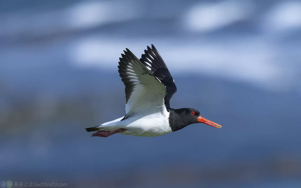 蠣鴴 Eurasian Oystercatcher